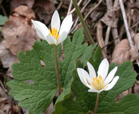 sanguinaria plant.